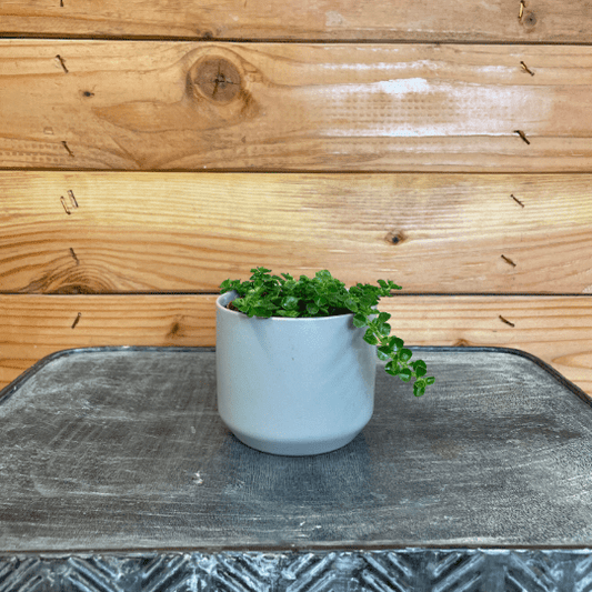 Pilea Green Baby Tears, 2" Plant