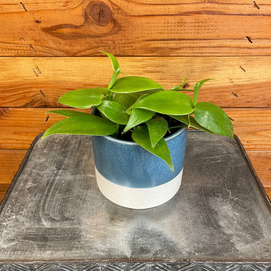 Planifolia Vanilla Orchid, 4" Plant