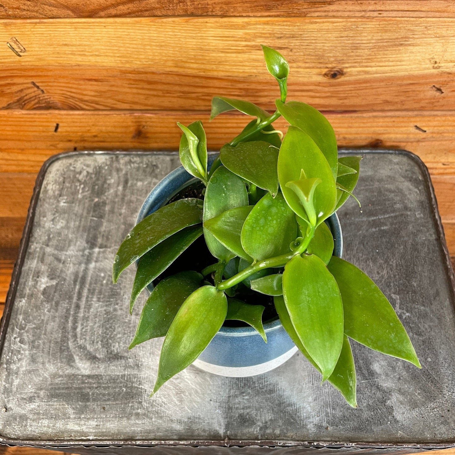 Planifolia Vanilla Orchid, 4" Plant