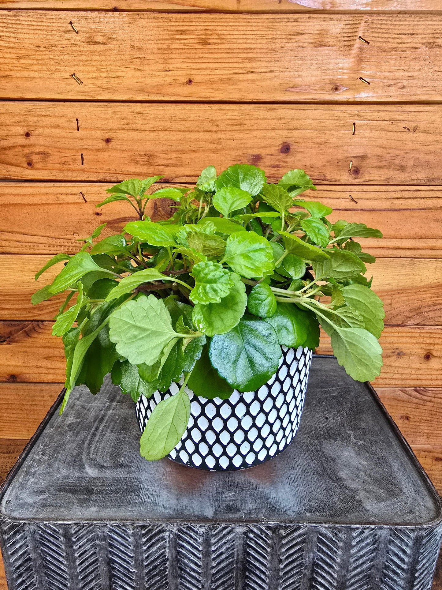 Plectranthus Australis Wax Swedish Ivy, 6" Plant