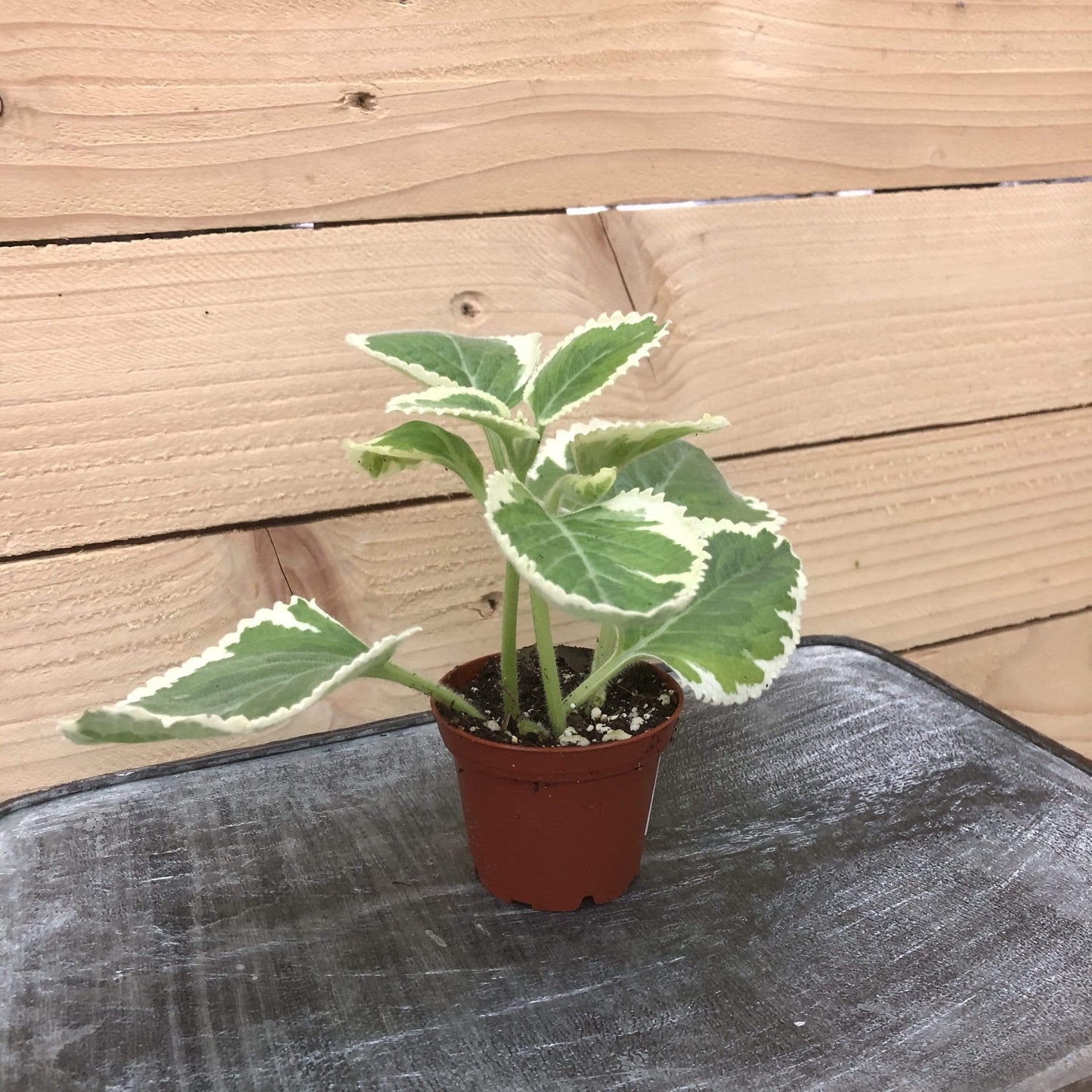 Plectranthus Variegated, 2" Plant