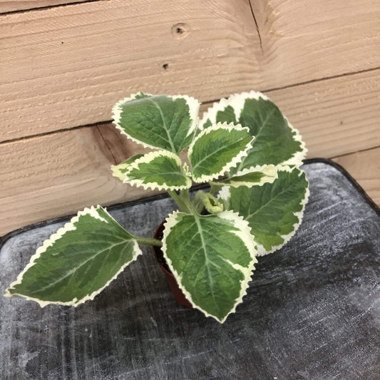 Plectranthus Variegated, 2" Plant
