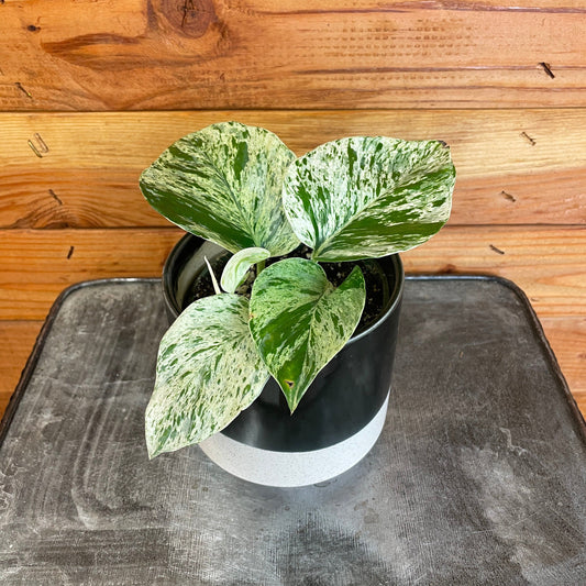 Pothos Marble Queen, 4" Plant
