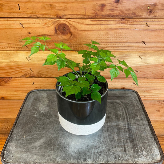 Radermachera Sinica China Doll, 4" Plant