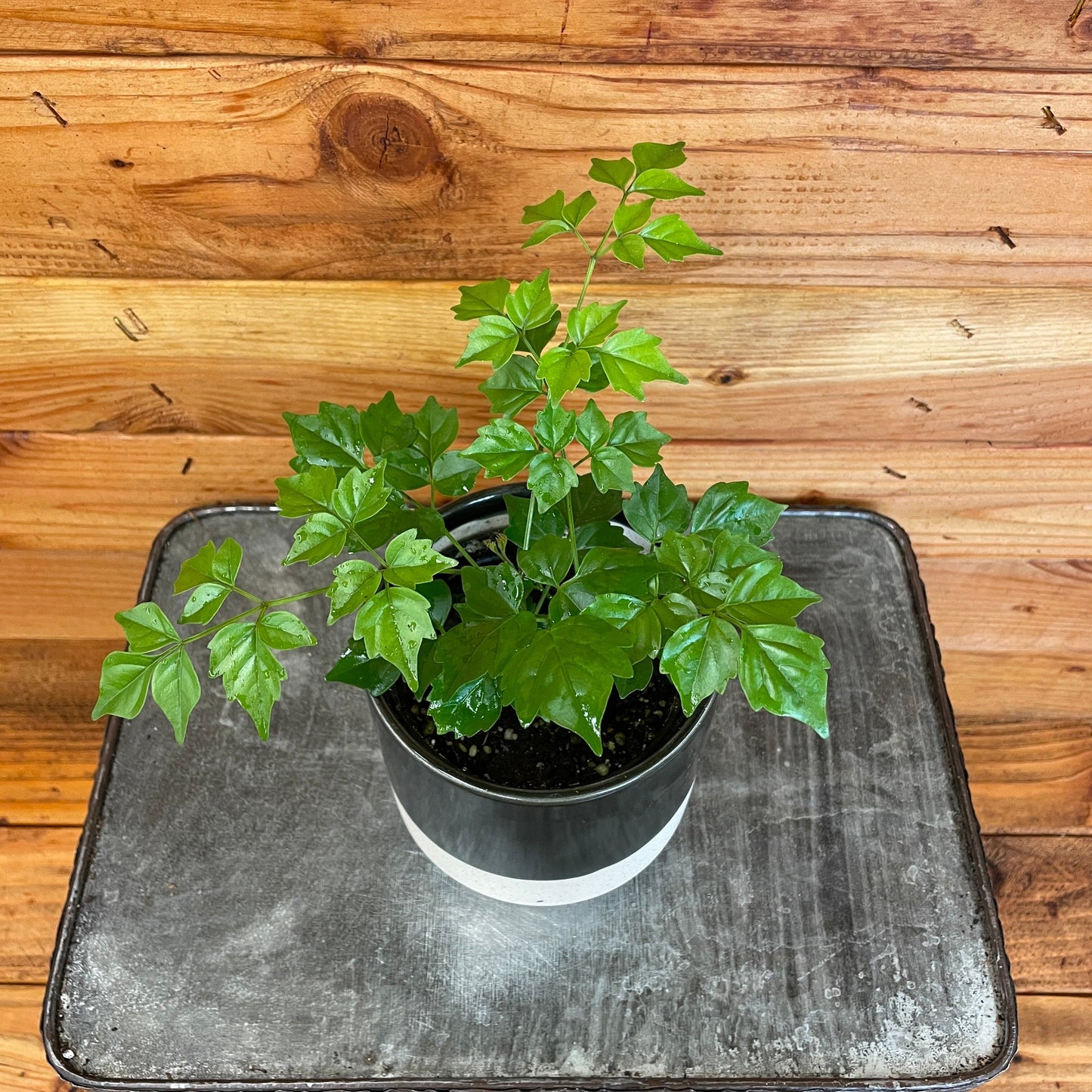 Radermachera Sinica China Doll, 4" Plant