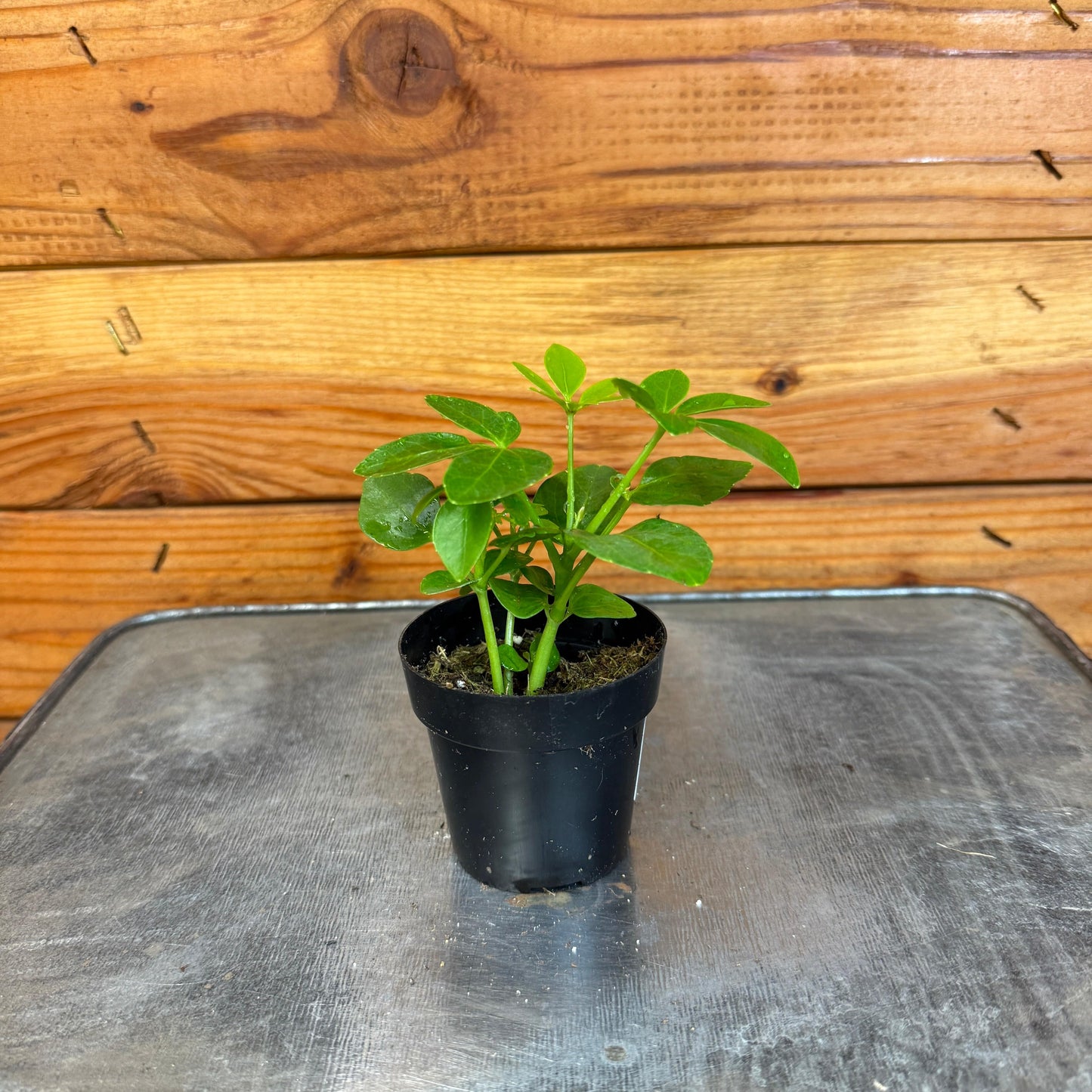 Schefflera Arboricola Mini, 2" Plant