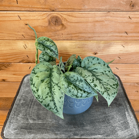 Scindapsus Silver Lady, 4" Plant