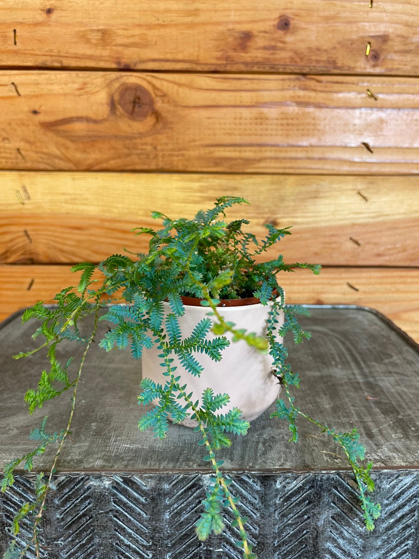 Selaginella Fern Peacock, 2" Plant