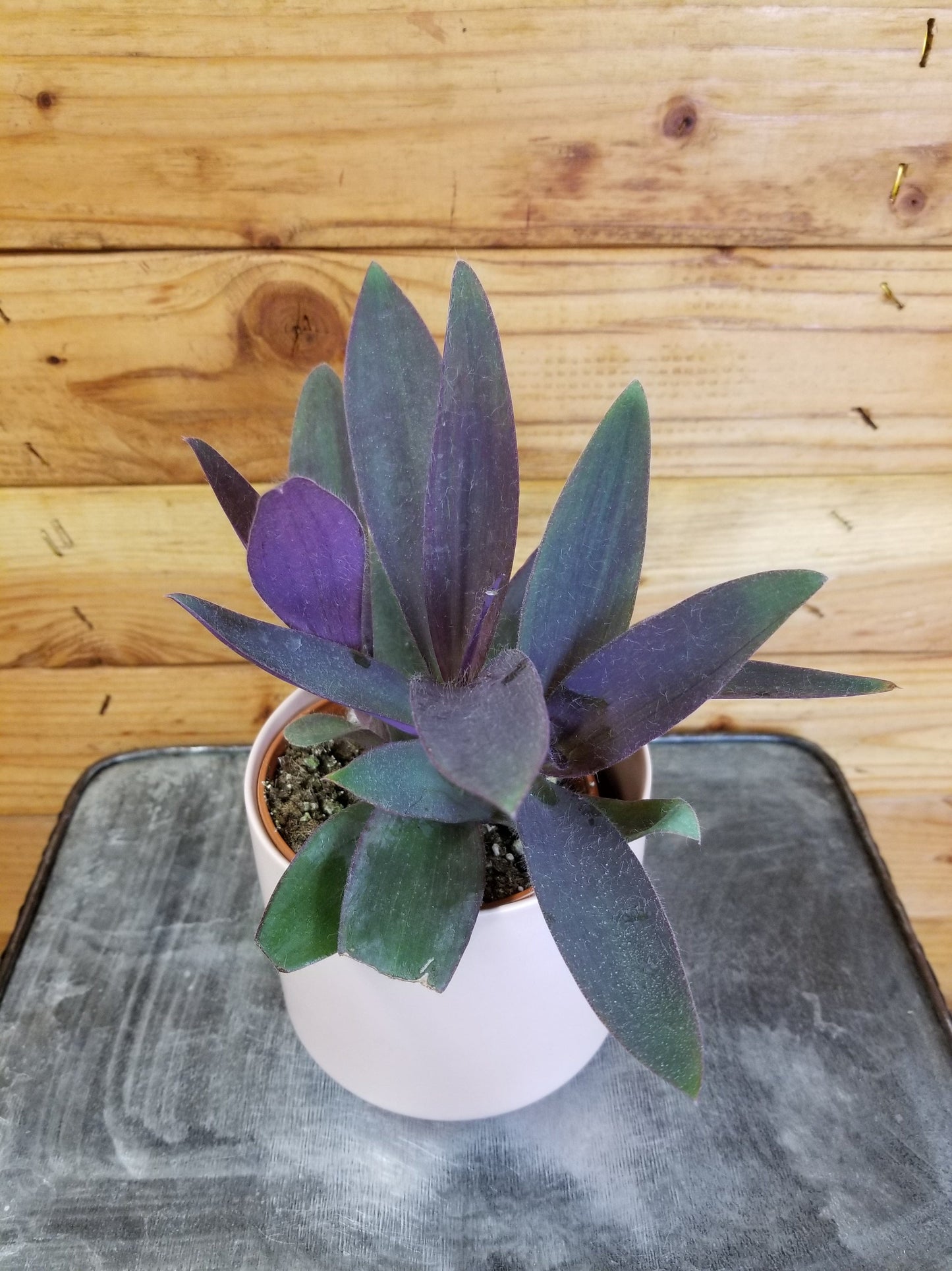 Setcreasea Purple Heart, 4" Plant
