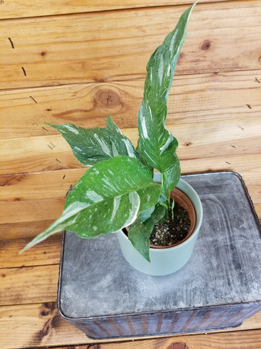 Spathiphyllum Domino, 4" Plant