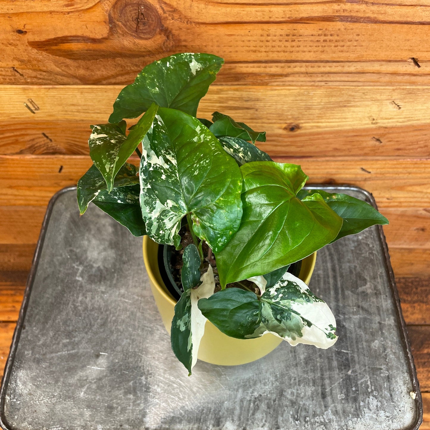 Syngonium Podophyllum Albo-Variegatum, 4" Plant