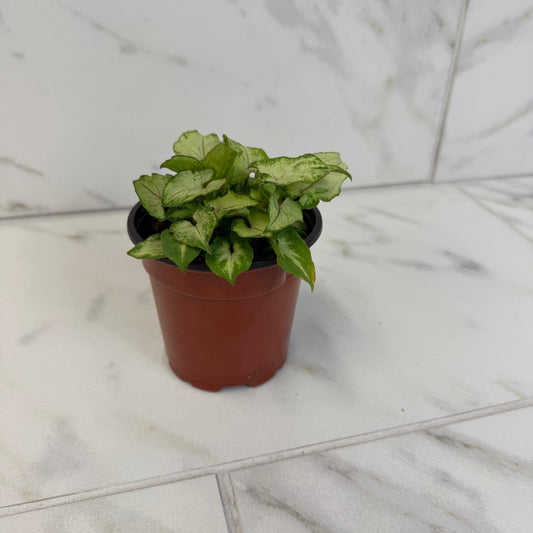 Syngonium Yami Red Wine, 4" Plant