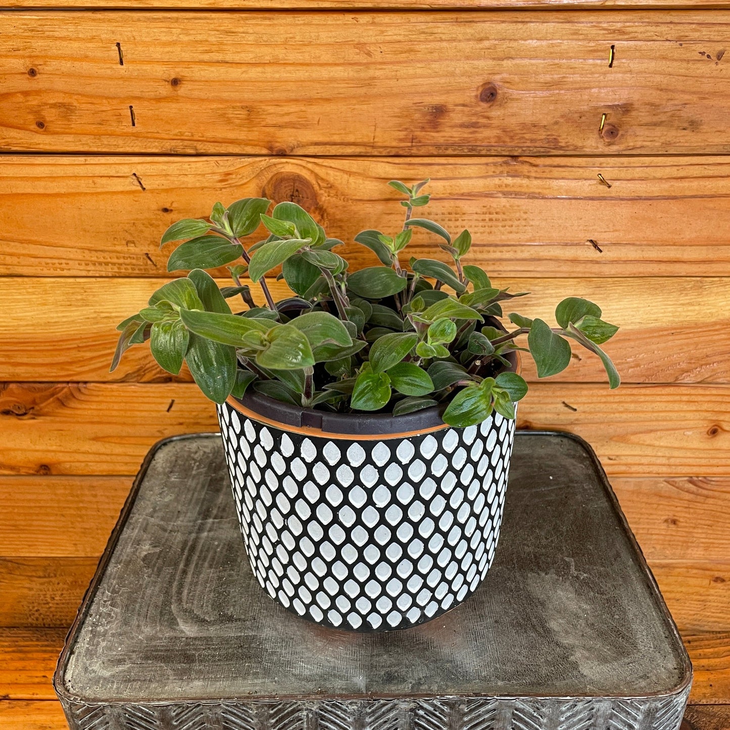 Tradescantia Baby Bunny Bellies 6" Plant