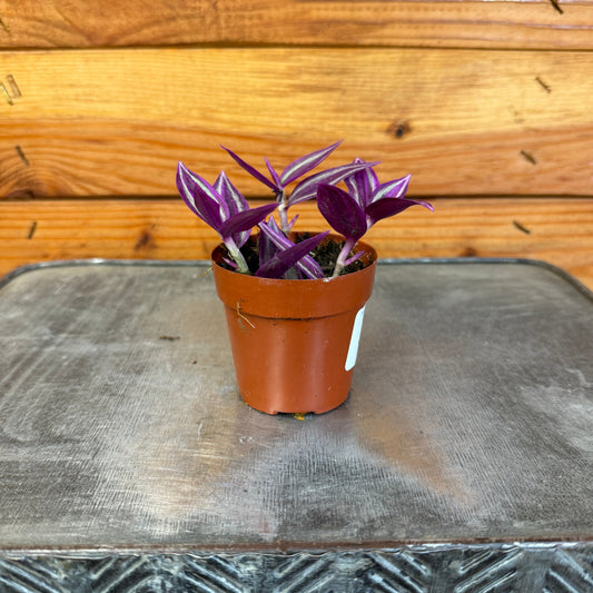 Tradescantia Pink Paradise, 2" Plant