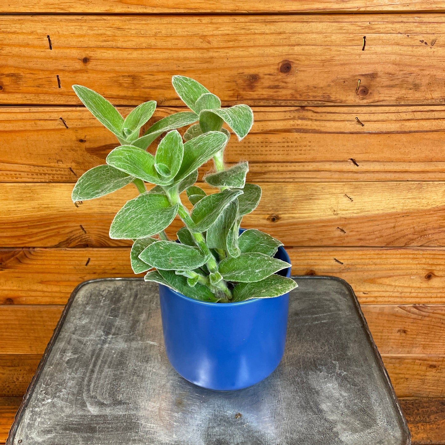 Tradescantia Sillamontana Teddy Bear Vine, 4" Plant