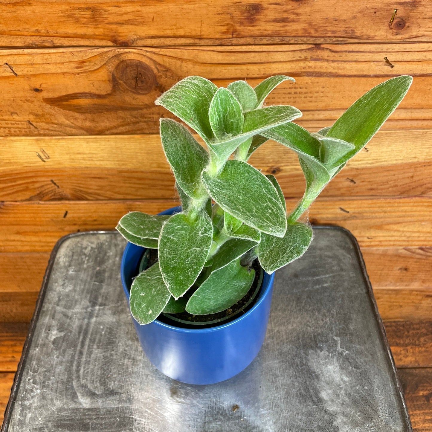 Tradescantia Sillamontana Teddy Bear Vine, 4" Plant