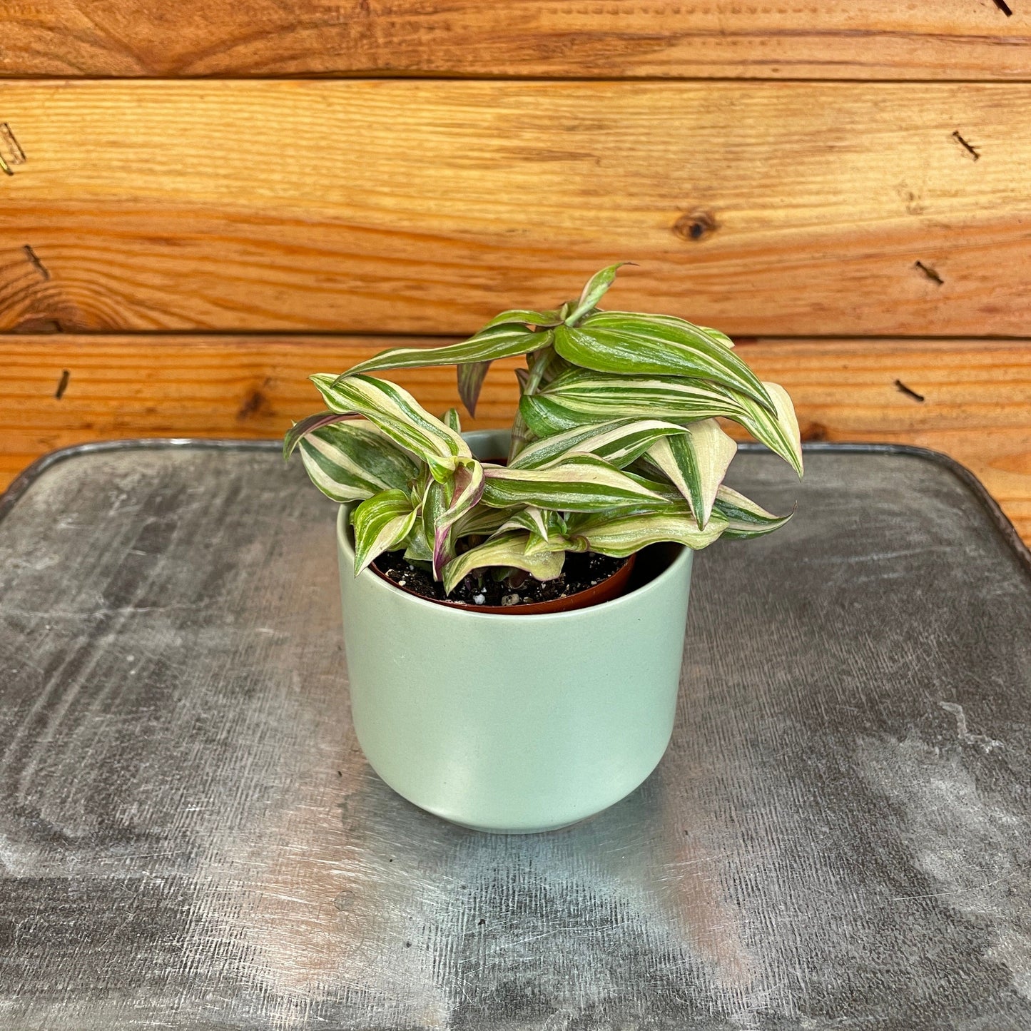 Tradescantia Tricolor, 2" Plant