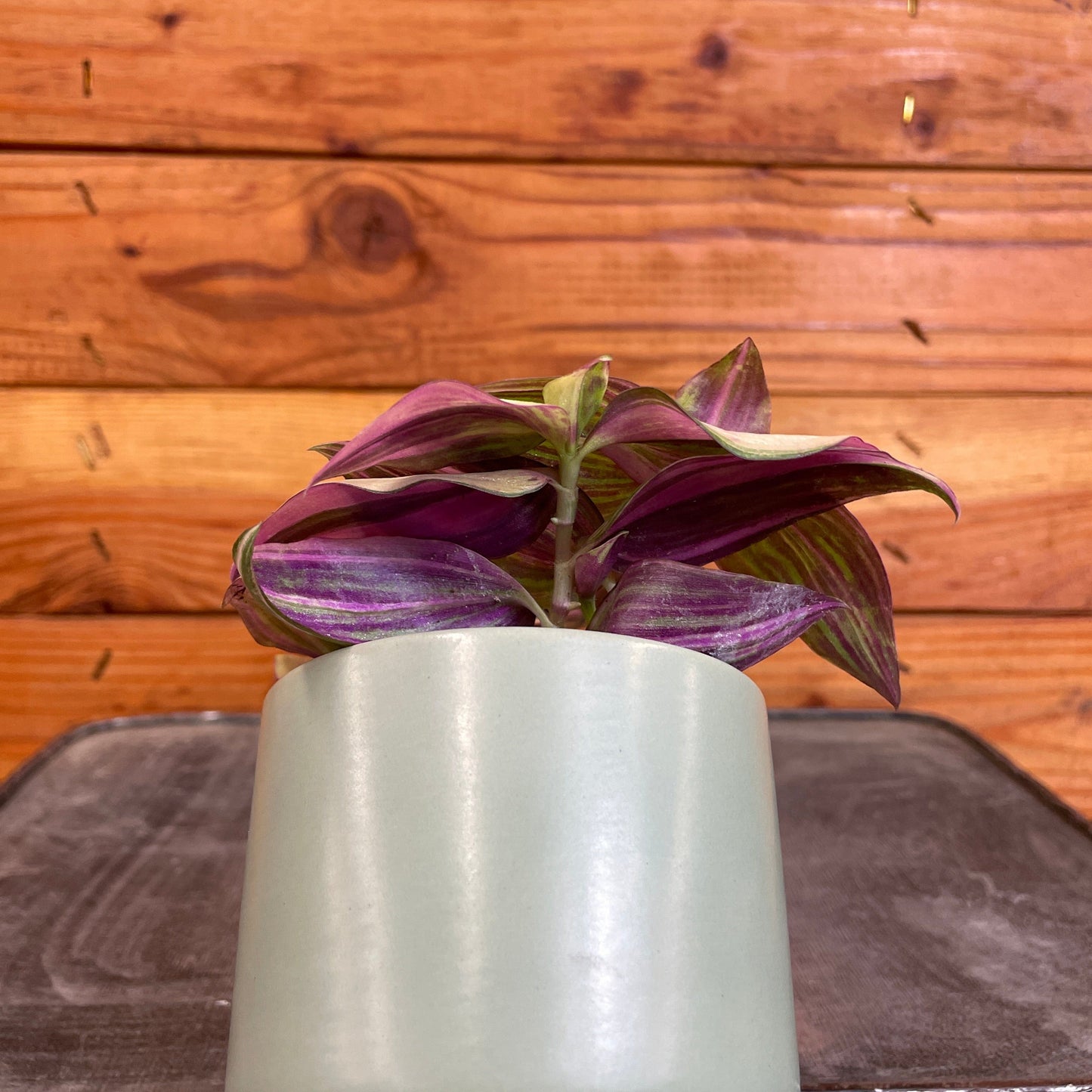 Tradescantia Tricolor, 2" Plant