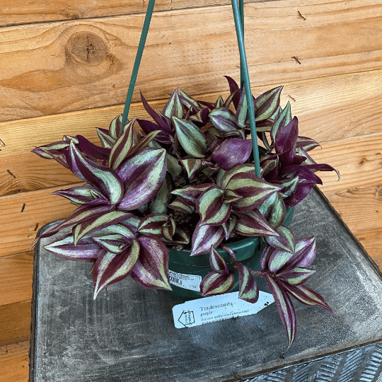 Tradescantia Zebrina Purple, 6" Plant