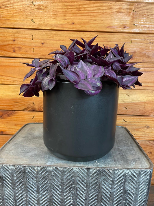 Tradescantia Zebrina Red Mini, 6" Plant